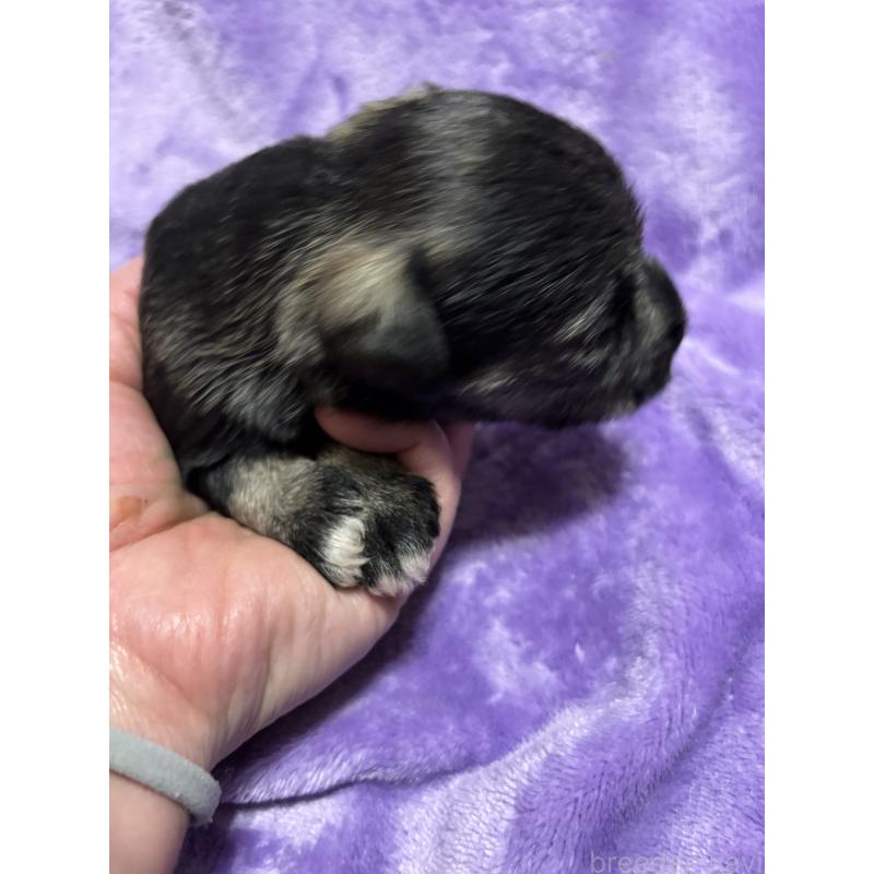 販売中の福岡県のミニチュアシュナウザー-433343の3枚目