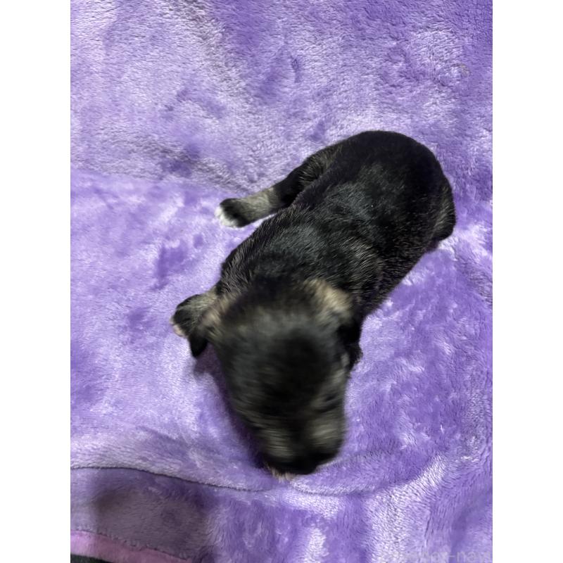 販売中の福岡県のミニチュアシュナウザー-433343の2枚目