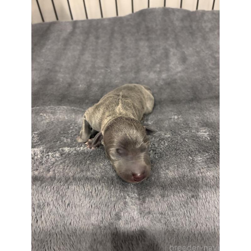 販売中の福岡県のイタリアングレーハウンド(イタグレ)-433157の3枚目