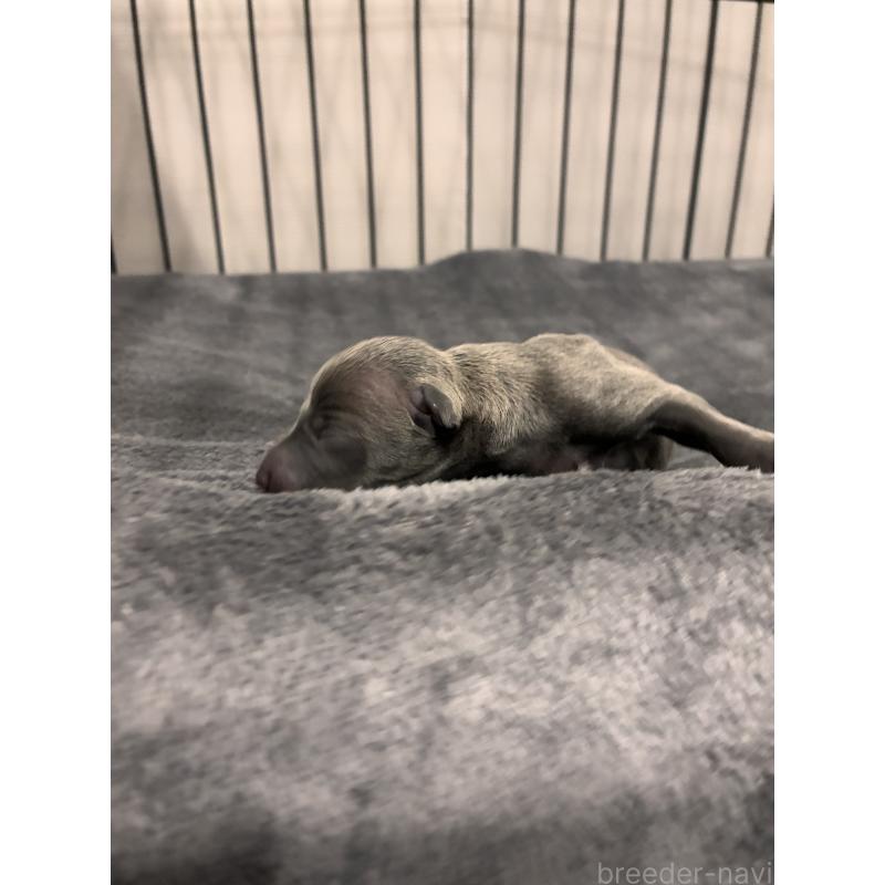 販売中の福岡県のイタリアングレーハウンド(イタグレ)-433157の2枚目