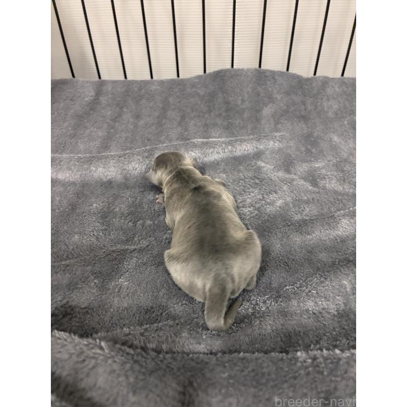 販売中の福岡県のイタリアングレーハウンド(イタグレ)-433158の2枚目