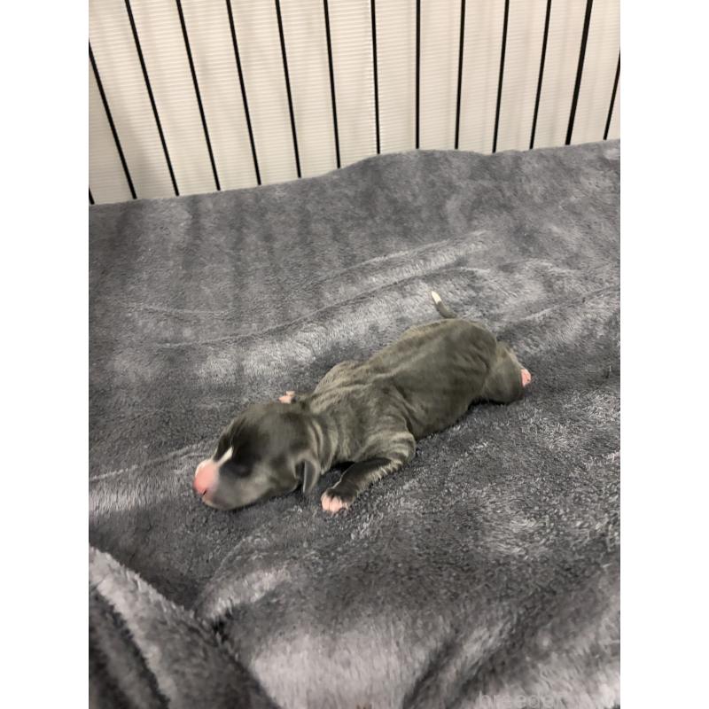 販売中の福岡県のイタリアングレーハウンド(イタグレ)-433159の2枚目