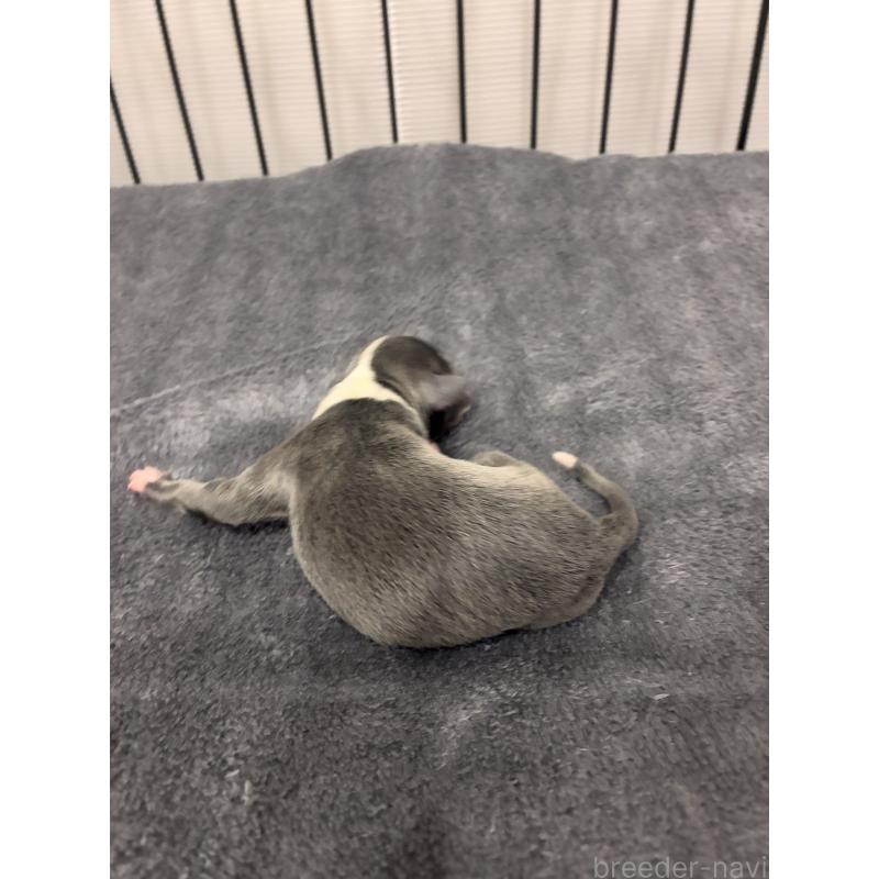 販売中の福岡県のイタリアングレーハウンド(イタグレ)-433160の3枚目