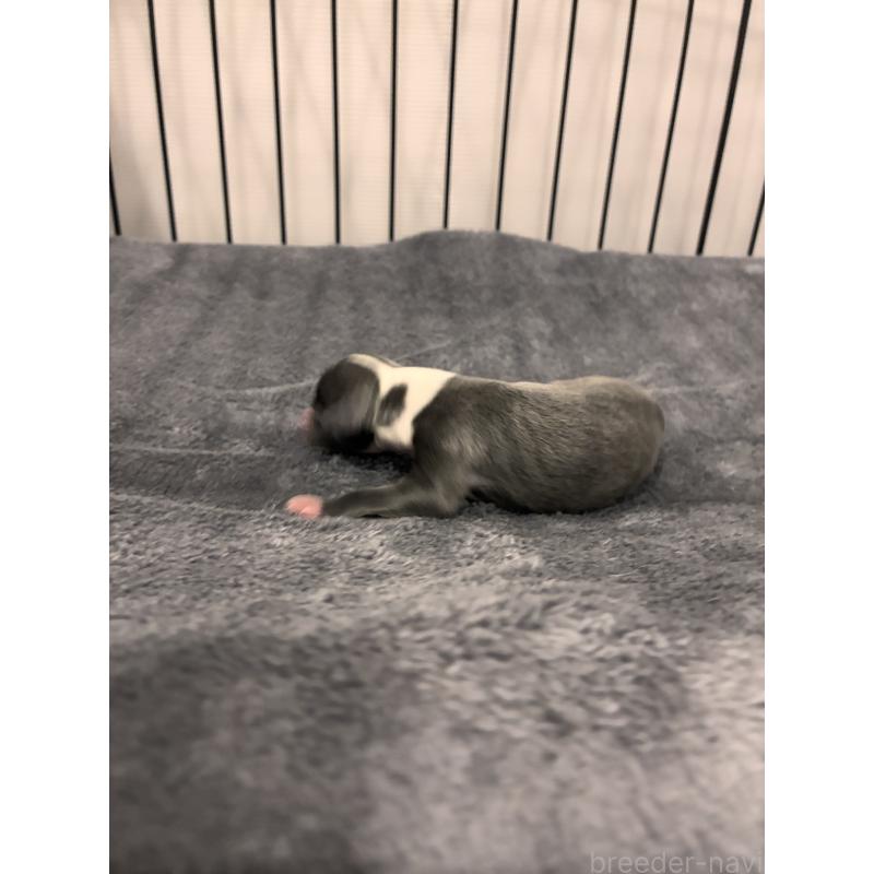 販売中の福岡県のイタリアングレーハウンド(イタグレ)-433160の2枚目