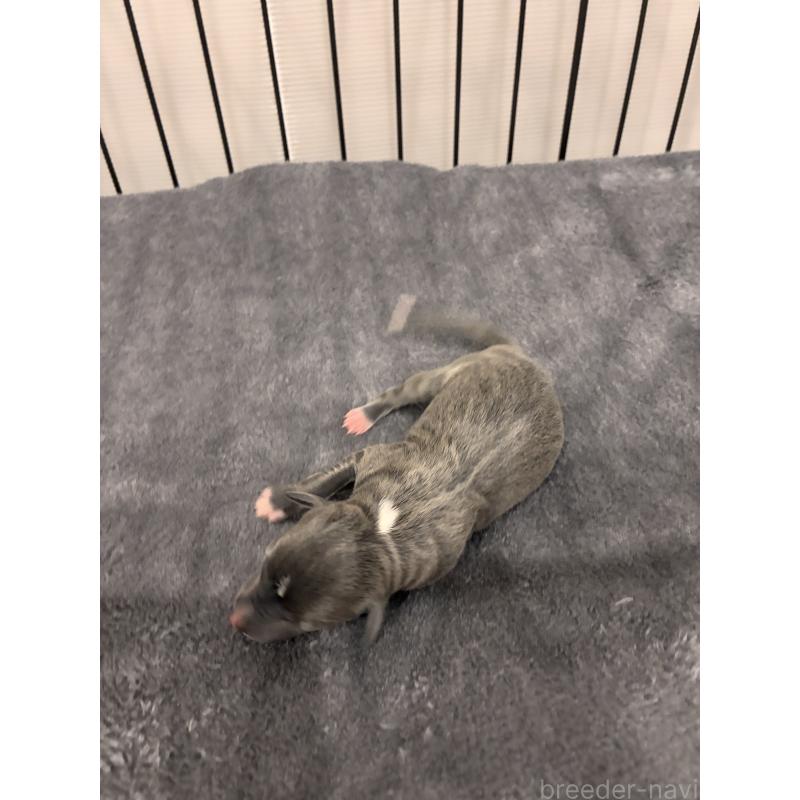 販売中の福岡県のイタリアングレーハウンド(イタグレ)-433161の2枚目