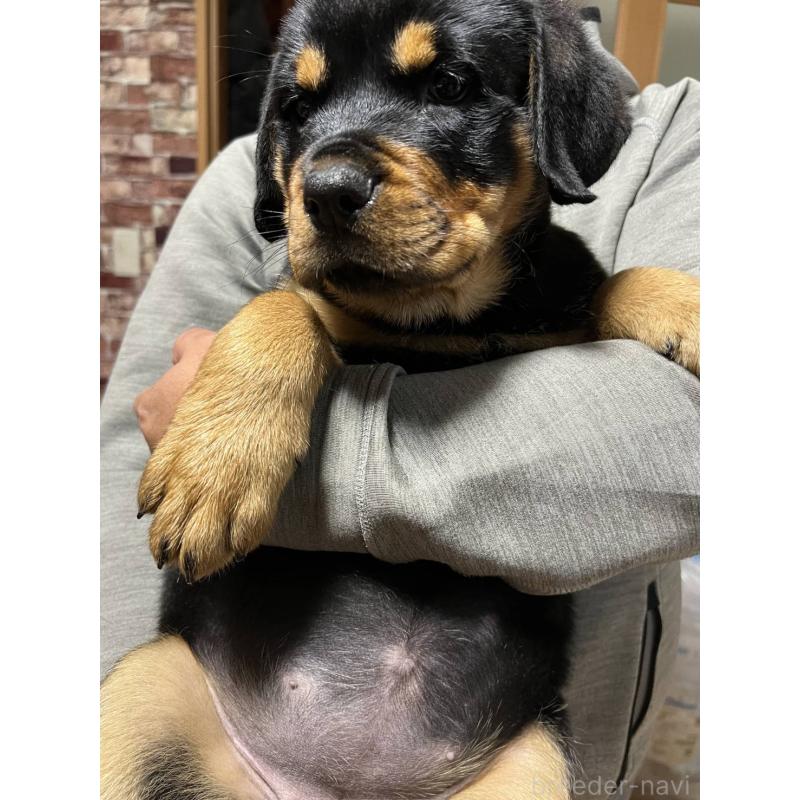 販売中の愛知県のロットワイラー-421473