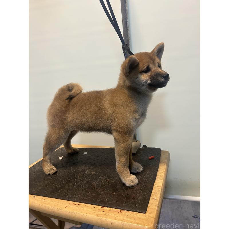 販売中の静岡県の柴犬-433346の1枚目