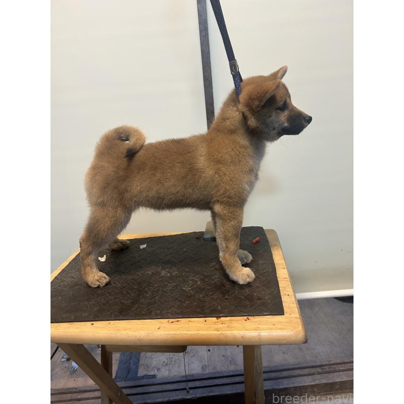 販売中の静岡県の柴犬-433346の2枚目