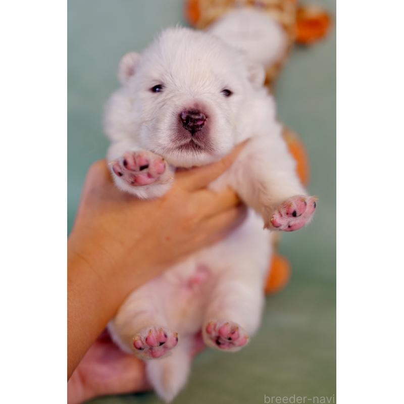 販売中の埼玉県のサモエド-433345の7枚目