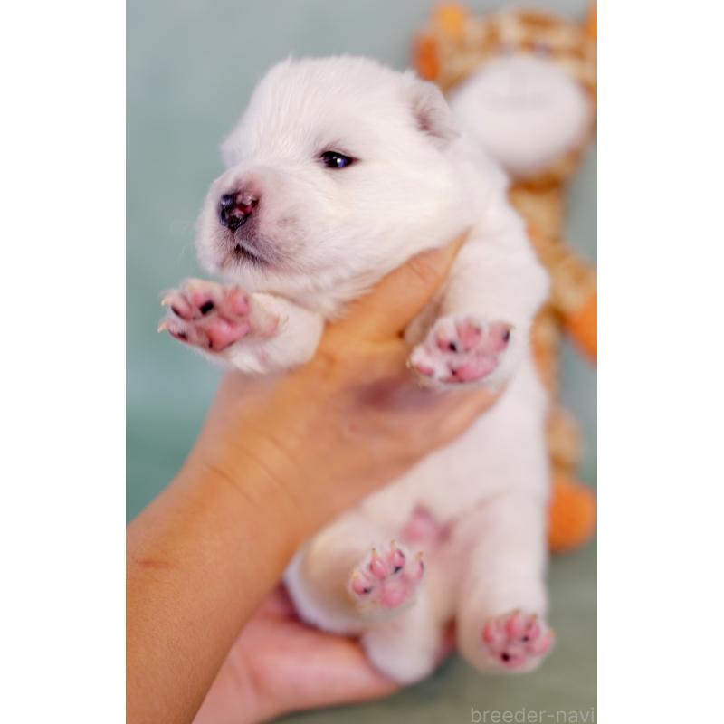 販売中の埼玉県のサモエド-433345の6枚目