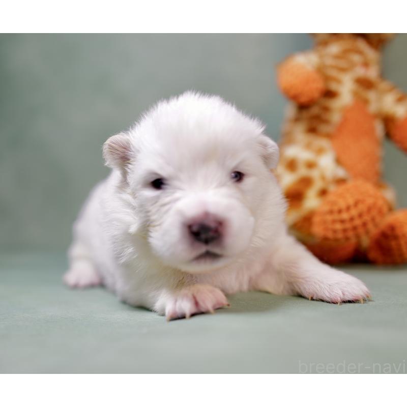 販売中の埼玉県のサモエド-433345の5枚目