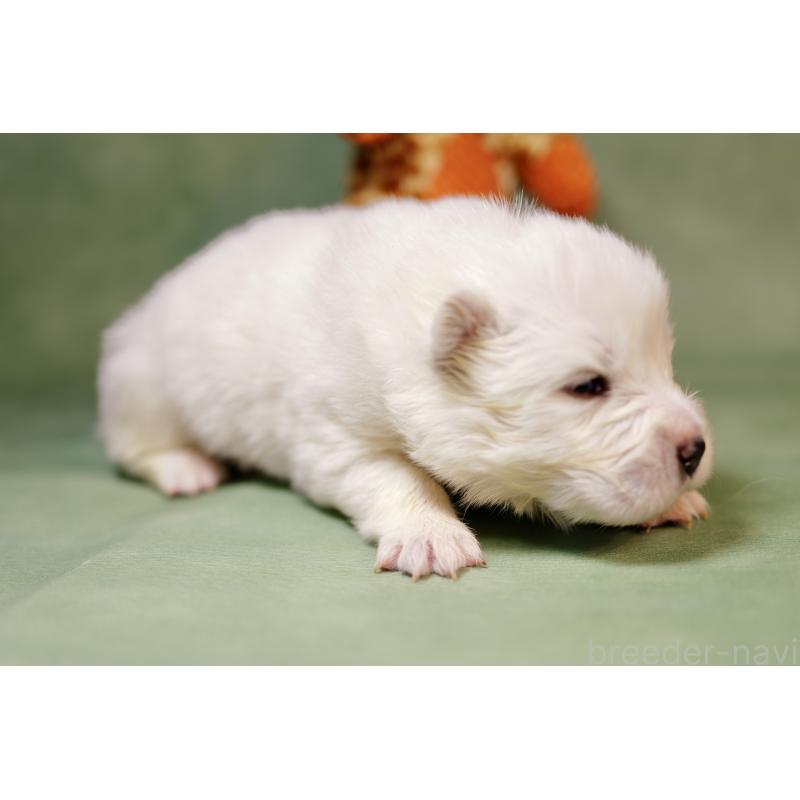 販売中の埼玉県のサモエド-433345の4枚目