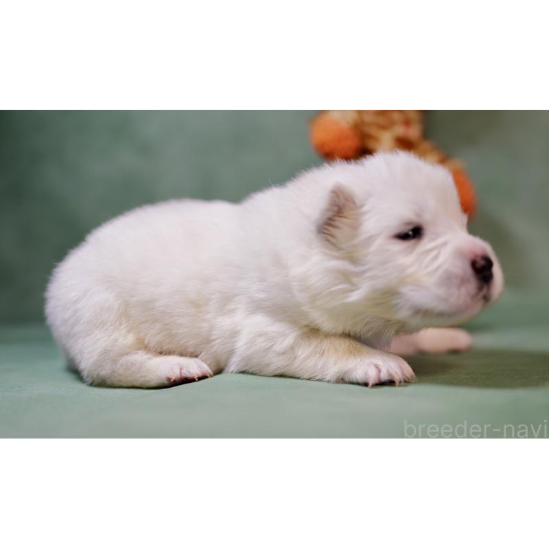 販売中の埼玉県のサモエド-433345の3枚目