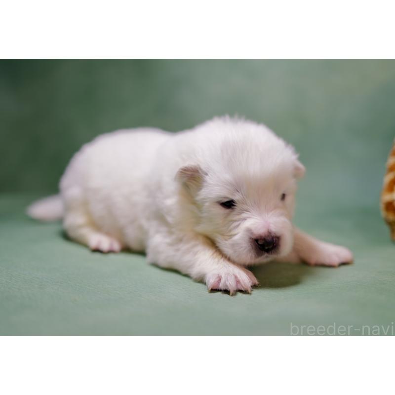 販売中の埼玉県のサモエド-433345の2枚目