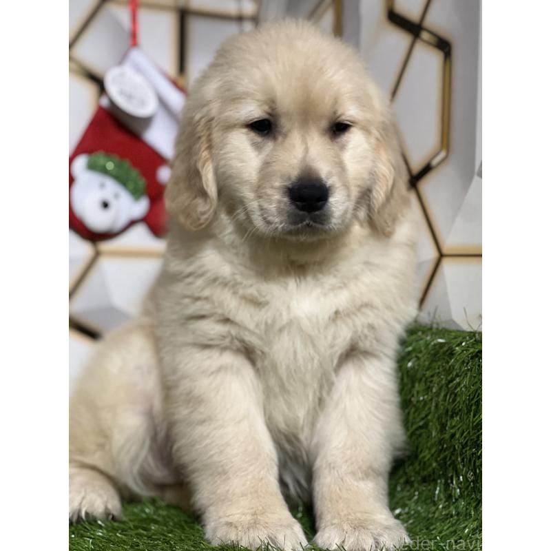 成約済の静岡県のゴールデンレトリーバー-428642の8枚目