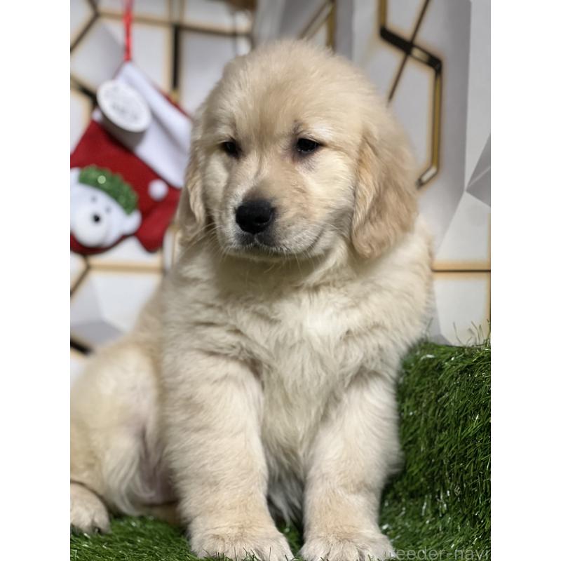 成約済の静岡県のゴールデンレトリーバー-428642の7枚目