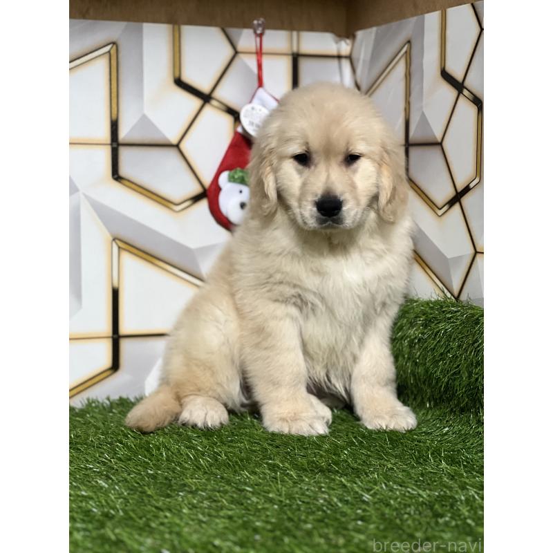 成約済の静岡県のゴールデンレトリーバー-428642の6枚目