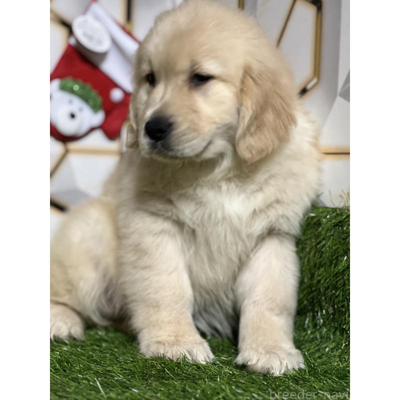 成約済の静岡県のゴールデンレトリーバー-428642の5枚目