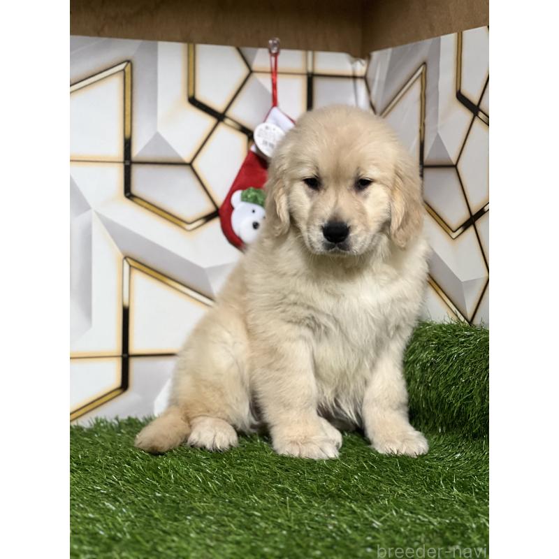 成約済の静岡県のゴールデンレトリーバー-428642の4枚目