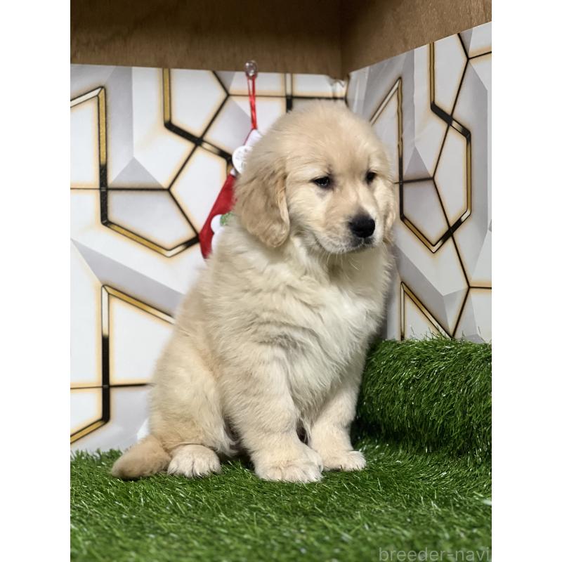 成約済の静岡県のゴールデンレトリーバー-428642の3枚目