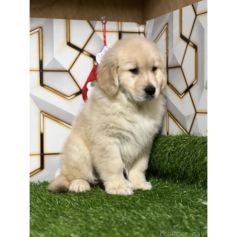 成約済の静岡県のゴールデンレトリーバー-428642の2枚目