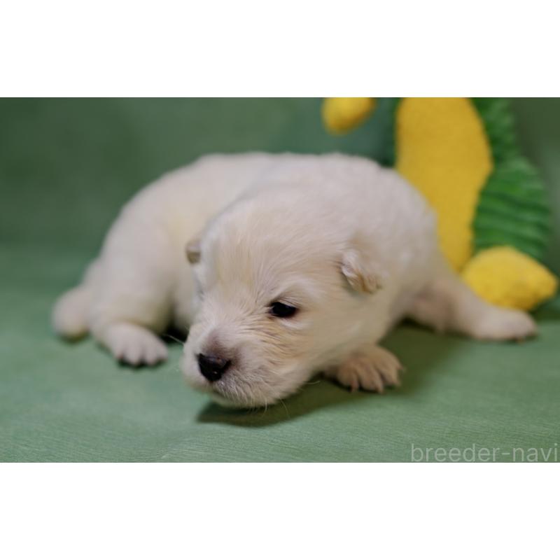 販売中の埼玉県のサモエド-433347の5枚目