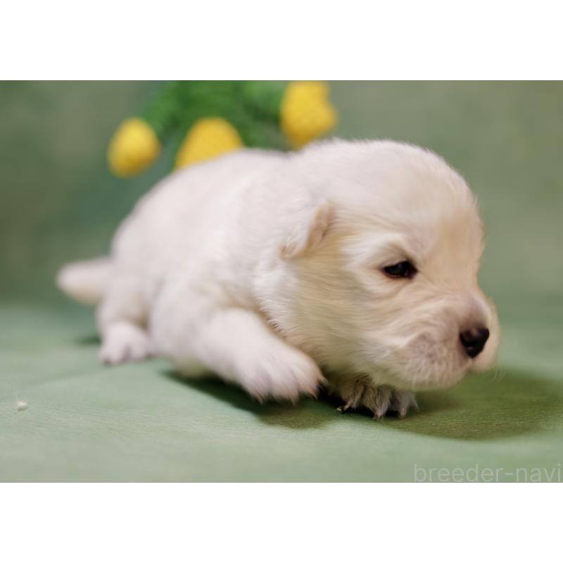 販売中の埼玉県のサモエド-433347の4枚目