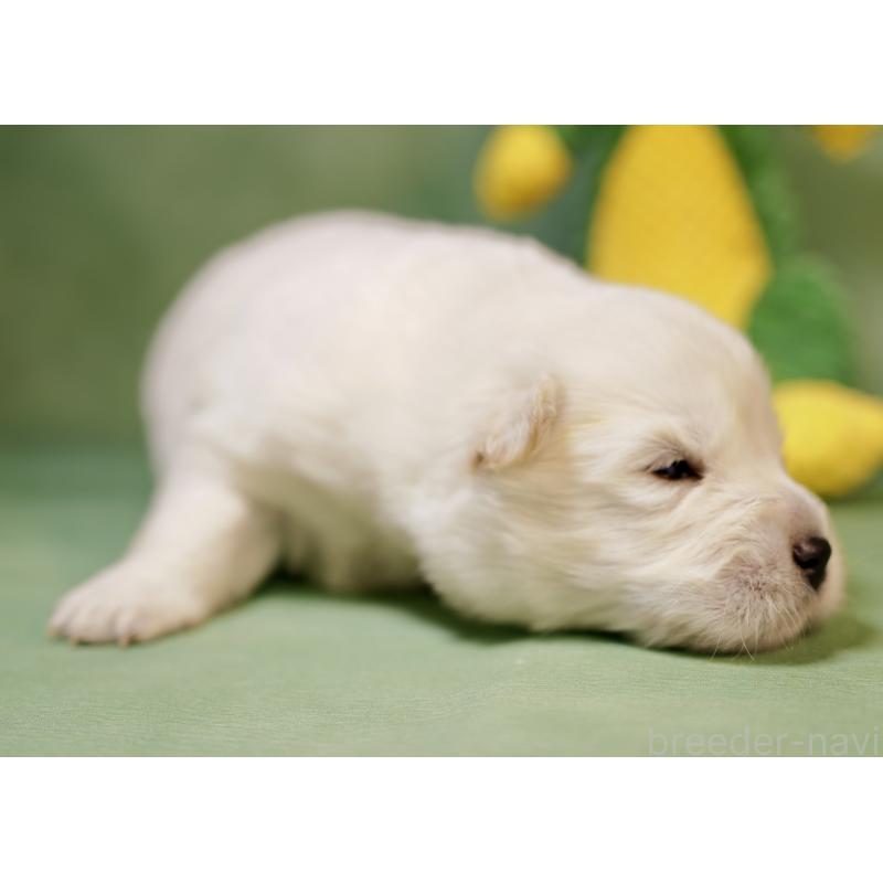 販売中の埼玉県のサモエド-433347の3枚目