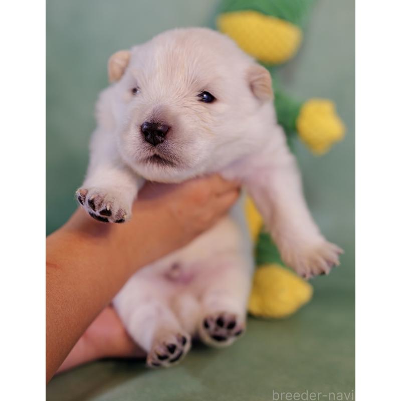 販売中の埼玉県のサモエド-433347の2枚目