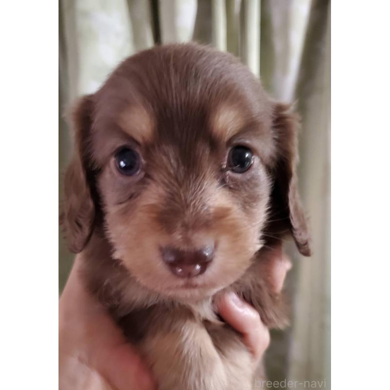 販売中の福岡県のミニチュアダックスフンド(ロングヘアード)-431117