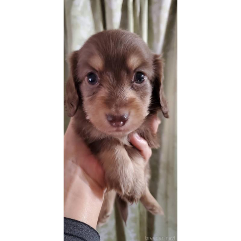 販売中の福岡県のミニチュアダックスフンド(ロングヘアード)-431117の6枚目