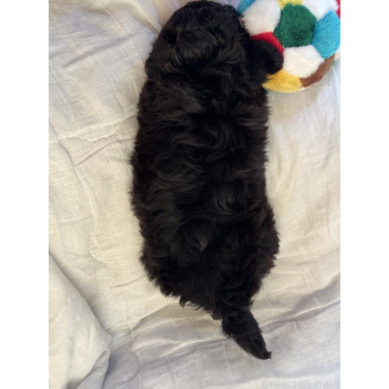 販売中の大分県のマルプー:マルチーズ×トイプードル-433349の2枚目