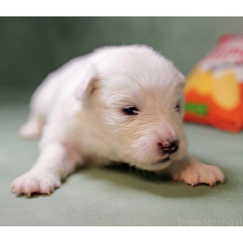 販売中の埼玉県のサモエド-433348の4枚目