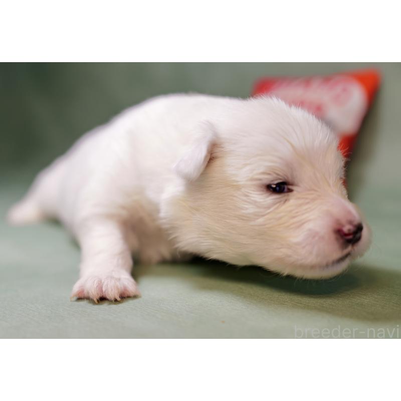 販売中の埼玉県のサモエド-433348の3枚目