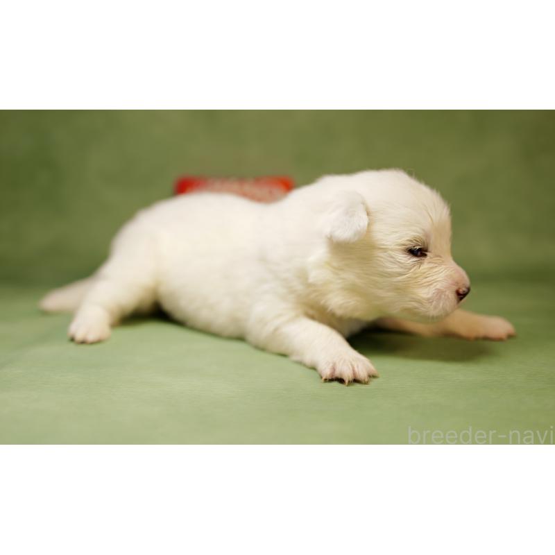 販売中の埼玉県のサモエド-433348の2枚目