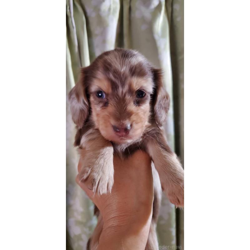 販売中の福岡県のミニチュアダックスフンド(ロングヘアード)-430576の2枚目