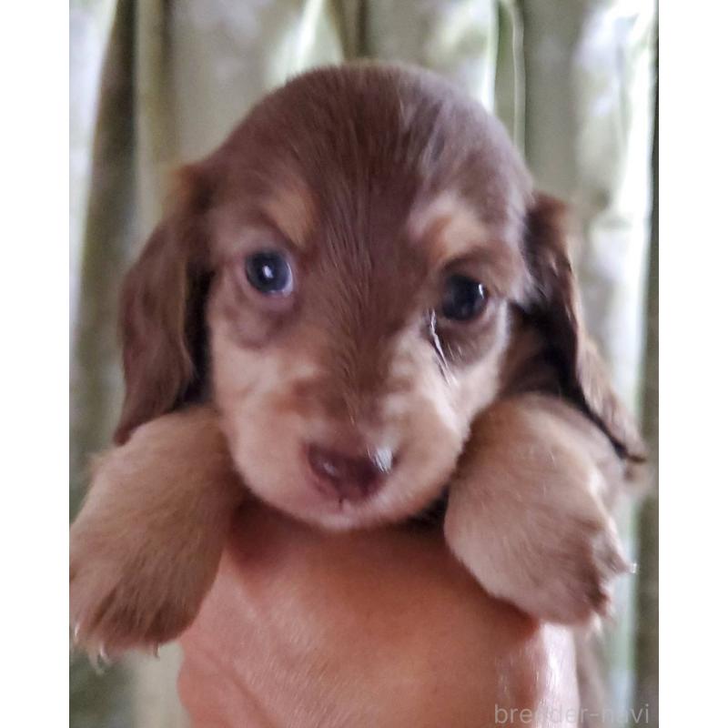 販売中の福岡県のミニチュアダックスフンド(ロングヘアード)-431998