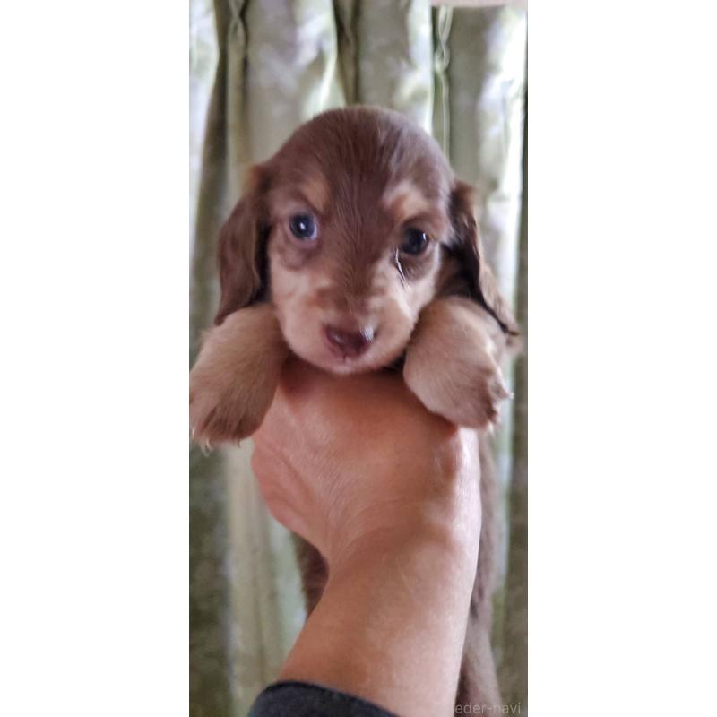 販売中の福岡県のミニチュアダックスフンド(ロングヘアード)-431998の5枚目