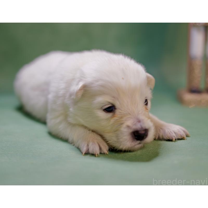 販売中の埼玉県のサモエド-433350の5枚目