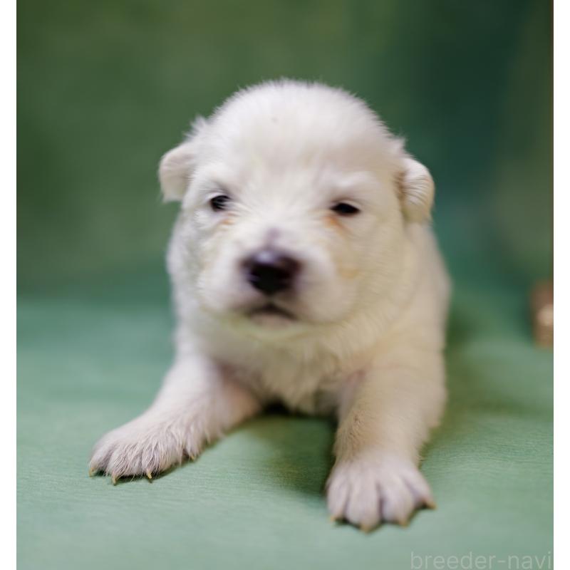 販売中の埼玉県のサモエド-433350の4枚目