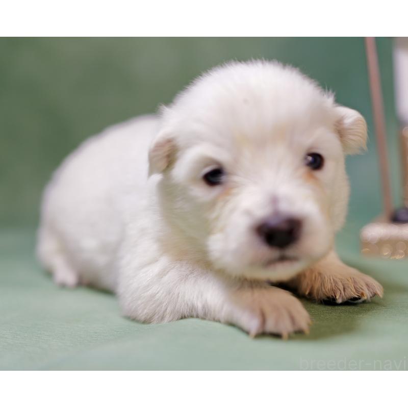 販売中の埼玉県のサモエド-433350の3枚目