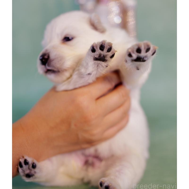 販売中の埼玉県のサモエド-433350の2枚目