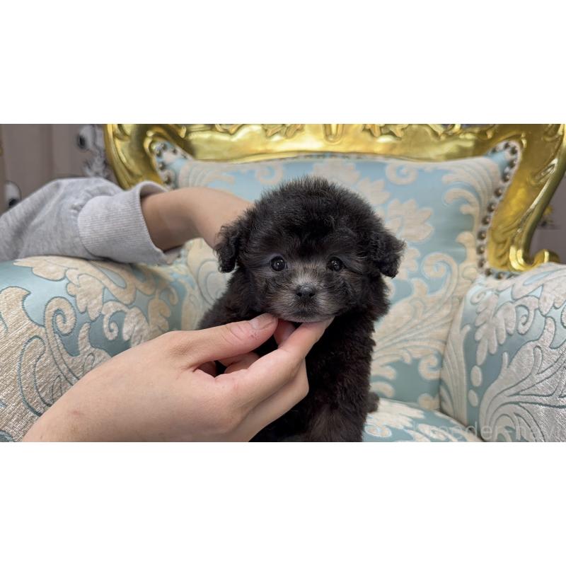 販売中の新潟県のティーカッププードル-433351の8枚目