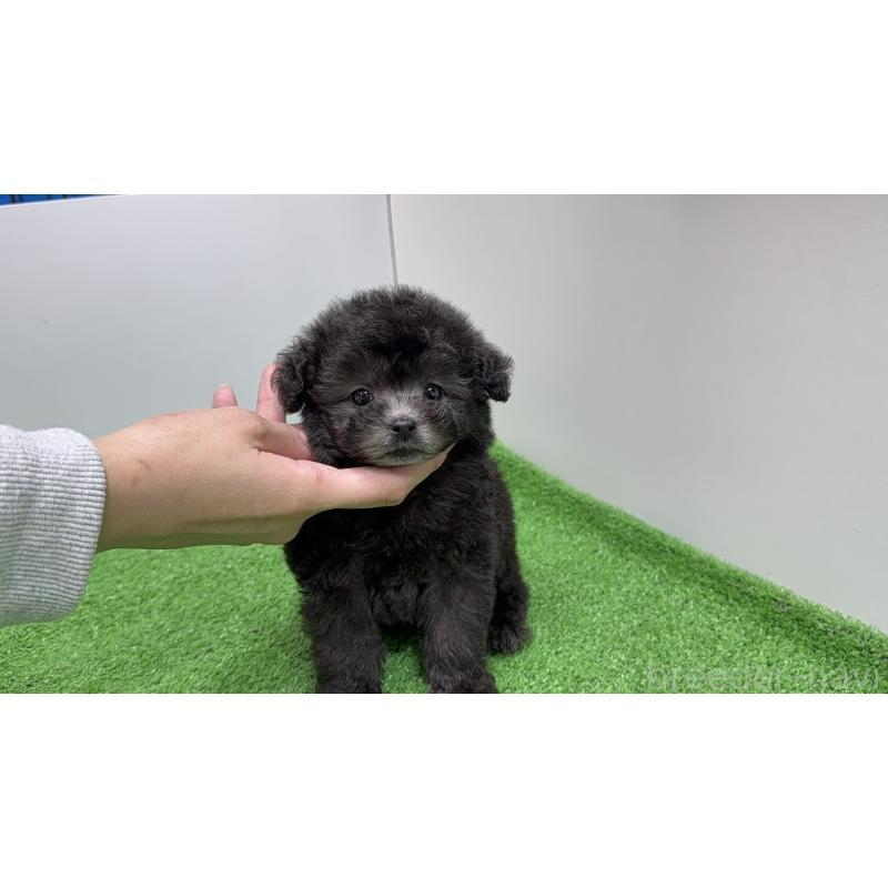 販売中の新潟県のティーカッププードル-433351の7枚目