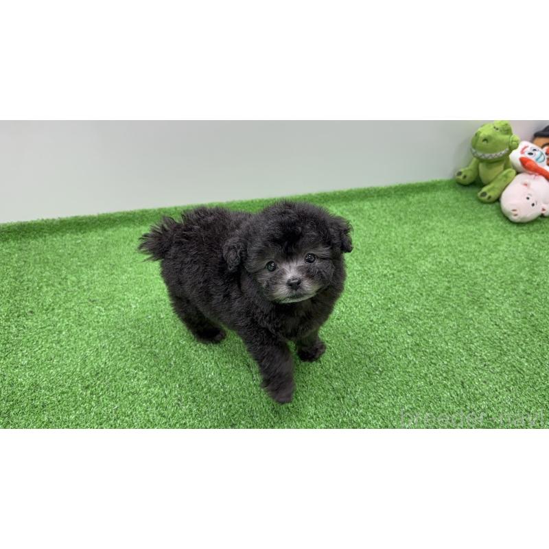 販売中の新潟県のティーカッププードル-433351の5枚目