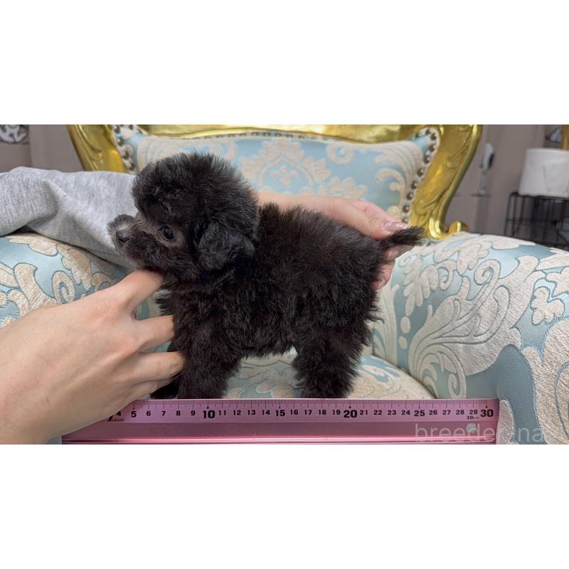 販売中の新潟県のティーカッププードル-433351の4枚目