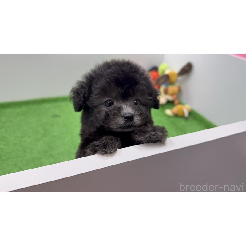 販売中の新潟県のティーカッププードル-433351の3枚目