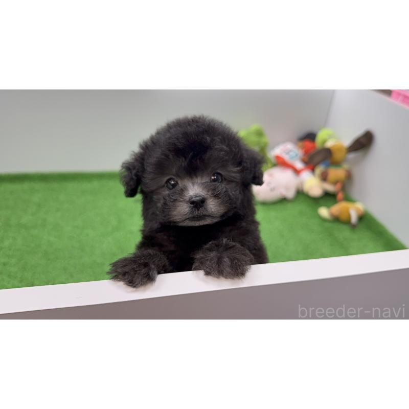 販売中の新潟県のティーカッププードル-433351の2枚目