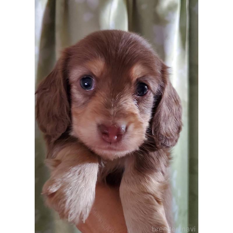 販売中の福岡県のミニチュアダックスフンド(ロングヘアード)-431110の4枚目