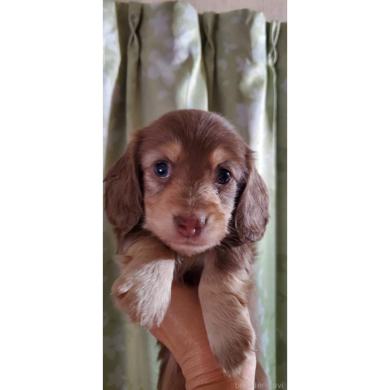 販売中の福岡県のミニチュアダックスフンド(ロングヘアード)-431110